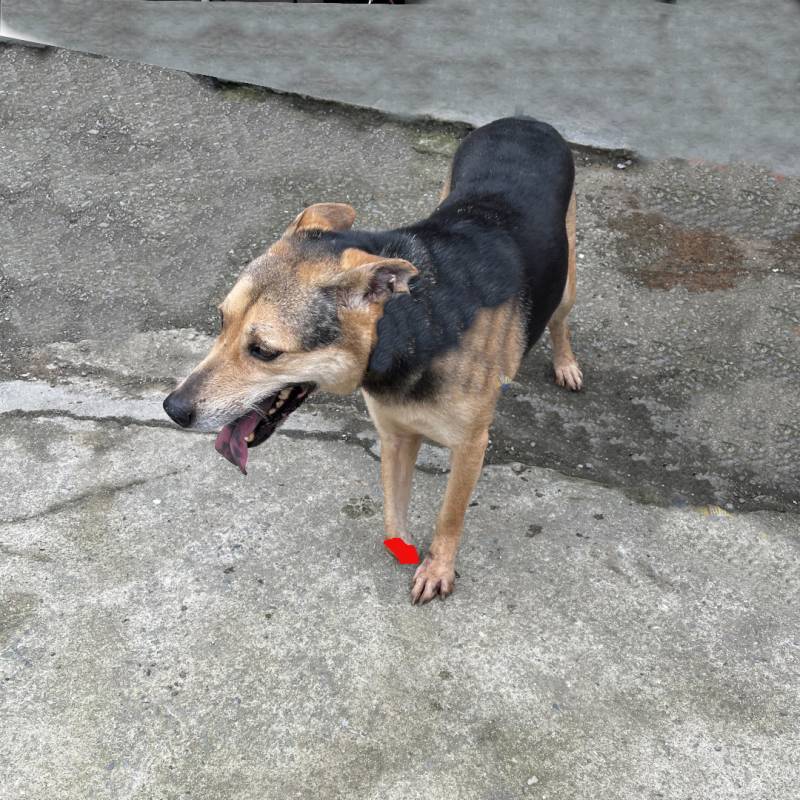 brendon-dog-ig-post-7.jpg brendon-dog-ig-post-7.jpg