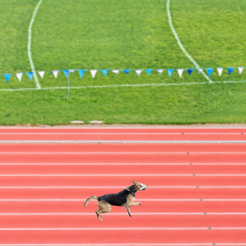 brendon-dog-ig-post-16.png brendon-dog-ig-post-16.png