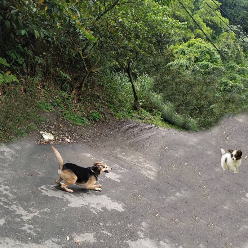 brendon-dog-ig-post-8.jpg brendon-dog-ig-post-8.jpg