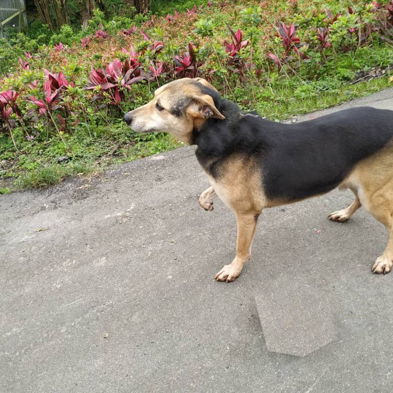 brendon-dog-ig-post-11.jpg brendon-dog-ig-post-11.jpg