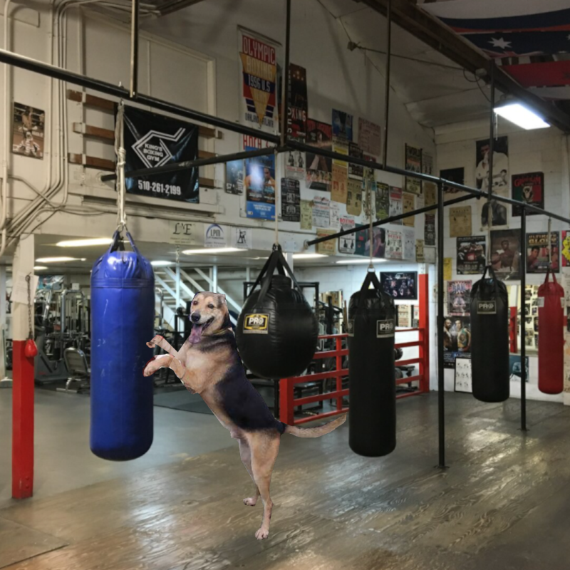 brendon-dog-ig-post-15.png brendon-dog-ig-post-15.png