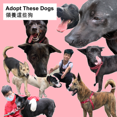 adopt these dogs